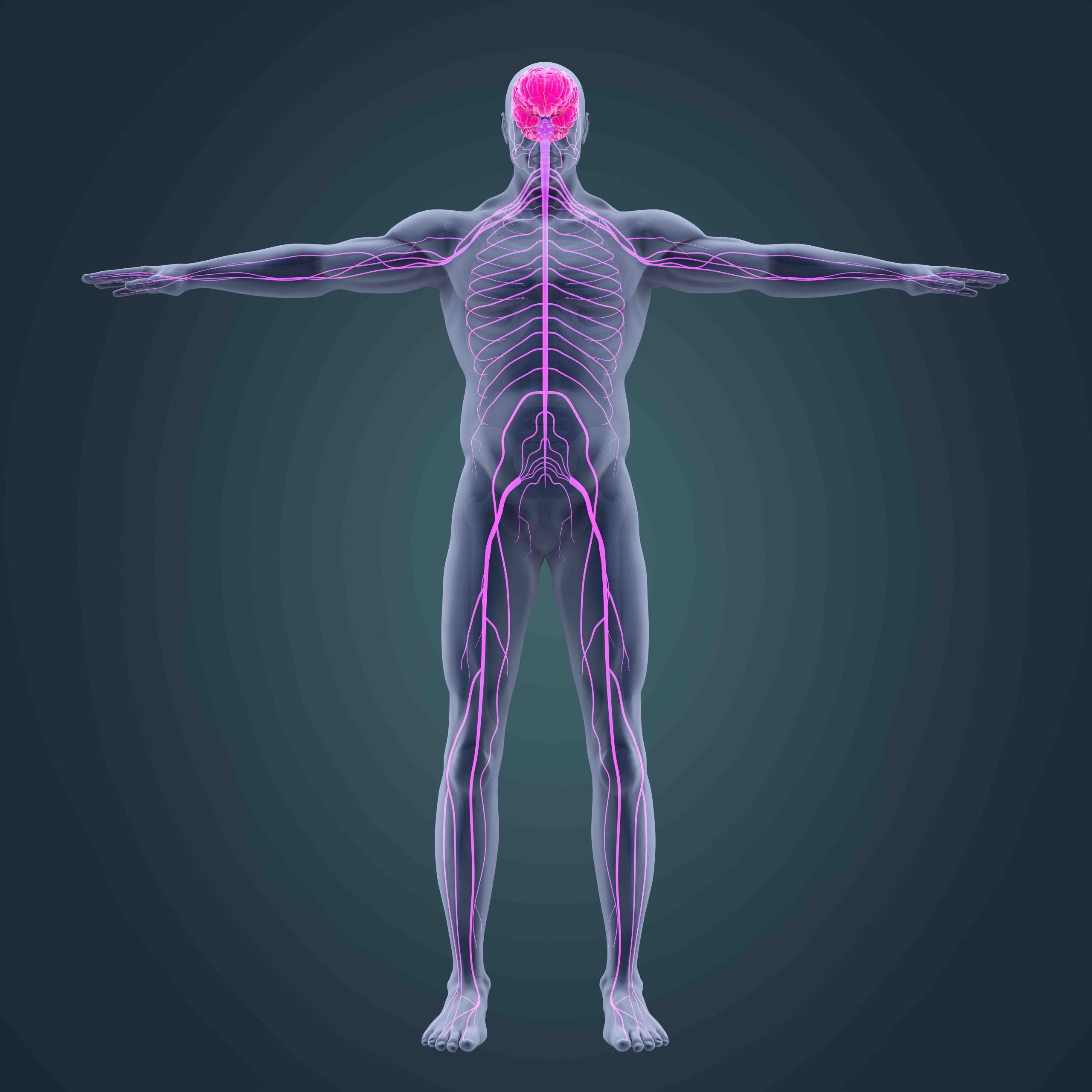 nervous system image