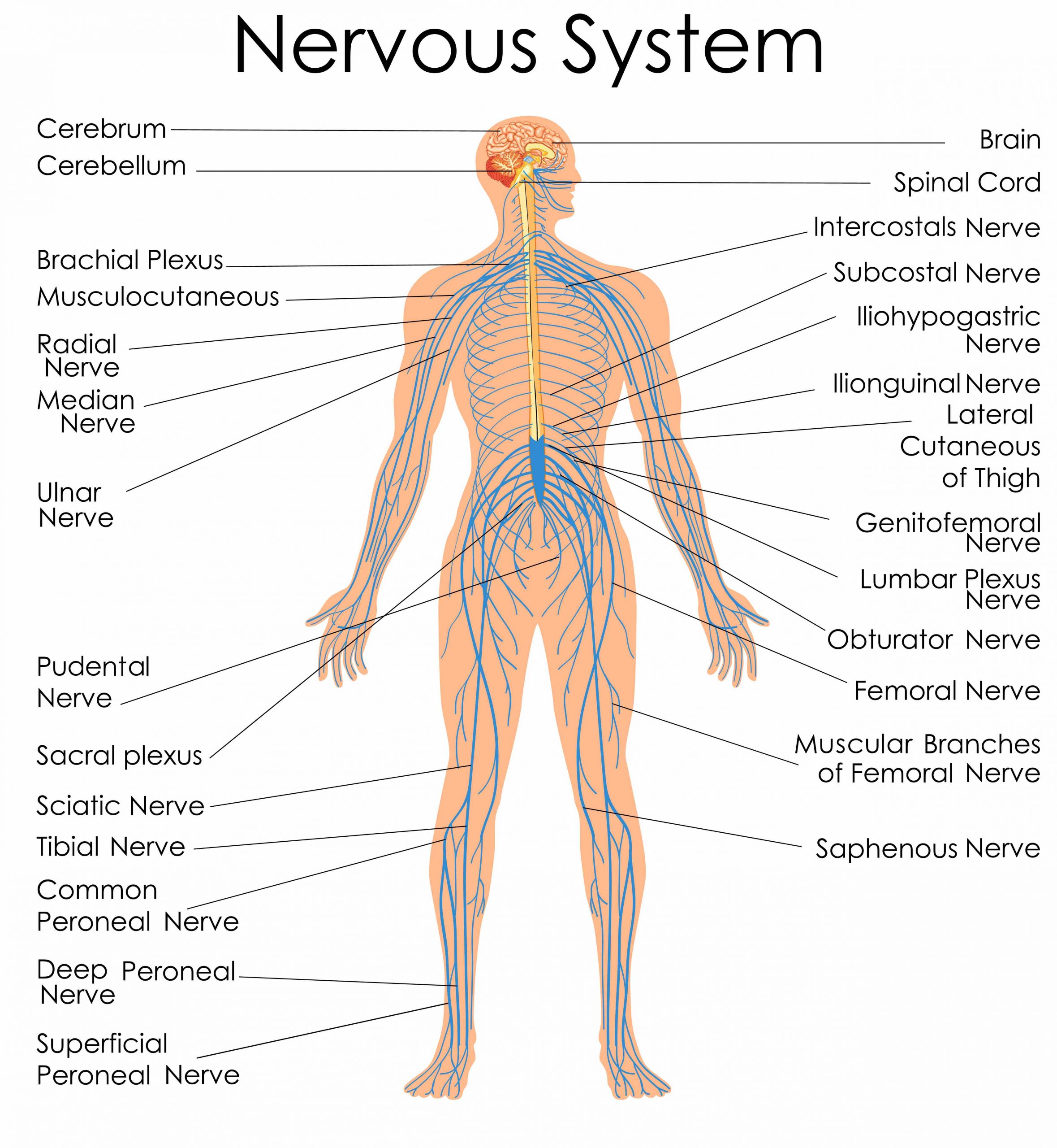 nervous system ncv image